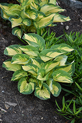 Great Expectations Hosta (Hosta 'Great Expectations') at Sargent's Nursery