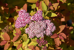 Double Play Big Bang Spirea (Spiraea 'Tracy') at Sargent's Nursery