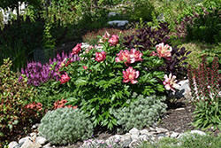 Julia Rose Peony (Paeonia 'Julia Rose') at Sargent's Nursery