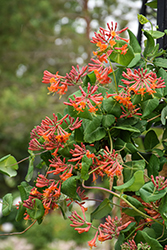 Dropmore Scarlet Trumpet Honeysuckle (Lonicera x brownii 'Dropmore Scarlet') at Sargent's Nursery