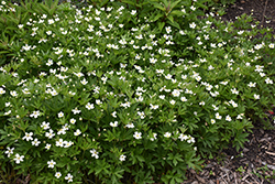 Windflower (Anemone sylvestris) at Sargent's Nursery