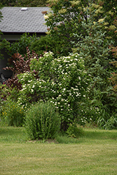 Arrowwood (Viburnum dentatum) at Sargent's Nursery