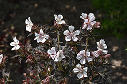Midnight Ghost Cranesbill (Geranium pratense 'Midnight Ghost') at Sargent's Nursery