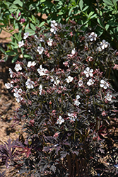 Midnight Ghost Cranesbill (Geranium pratense 'Midnight Ghost') at Sargent's Nursery