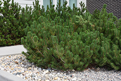 Mugo Pine (Pinus mugo) at Sargent's Nursery