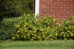 Goldfinger Potentilla (Potentilla fruticosa 'Goldfinger') at Sargent's Nursery