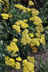 Moonshine Yarrow (Achillea 'Moonshine') at Sargent's Nursery