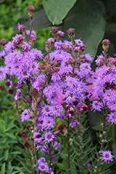 Rocky Mountain Blazing Star (Liatris ligulistylis) at Sargent's Nursery