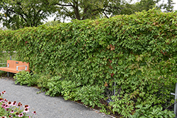 Englemann Ivy (Parthenocissus quinquefolia 'var. englemannii') at Sargent's Nursery