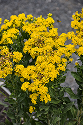 Stiff Goldenrod (Solidago rigida) at Sargent's Nursery