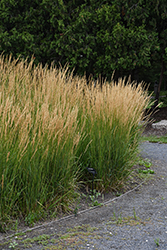 Karl Foerster Reed Grass (Calamagrostis x acutiflora 'Karl Foerster') at Sargent's Nursery