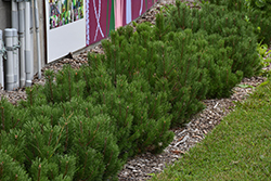 Dwarf Mugo Pine (Pinus mugo var. pumilio) at Sargent's Nursery