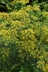 Bouquet Dill (Anethum graveolens 'Bouquet') at Sargent's Nursery