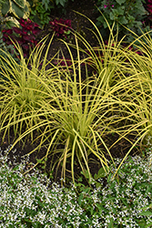 Bowles' Golden Sedge (Carex elata 'Bowles Golden') at Sargent's Nursery