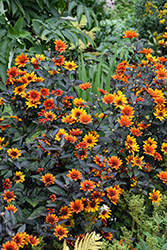 Bleeding Hearts False Sunflower (Heliopsis helianthoides 'Bleeding Hearts') at Sargent's Nursery