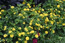 Landmark Yellow Lantana (Lantana camara 'Landmark Yellow') at Sargent's Nursery