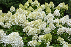 Limelight Prime Hydrangea (Hydrangea paniculata 'SMNHPPH') at Sargent's Nursery