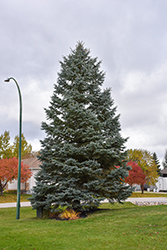 Blue Colorado Spruce (Picea pungens 'var. glauca') at Sargent's Nursery